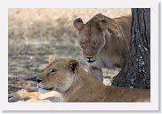 14SerengetiDayGameDrive - 094 * Lioness and cubs enjoying a mid-day nap in the shade.